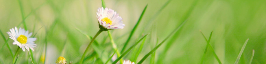 flower banner